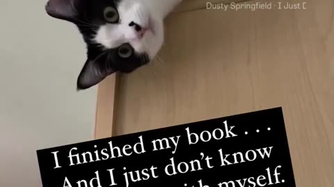 Cat demonstrates book hangover