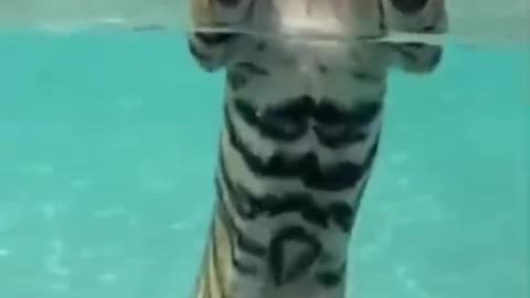 Big stripes in Funny Animals Shorts 202 viral cat in pool video makes cats, dogs, and pets giggle.