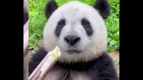 Lovely giant panda