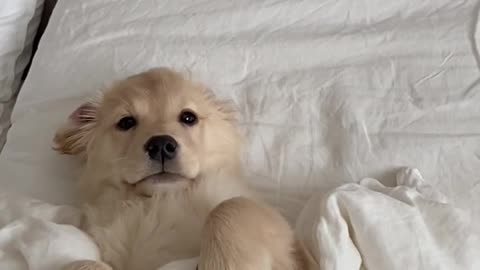 Puppy reminds us to take naps ! 💛 #dogs #puppy #goldenretriever #puppies #dogshorts #puppyvideos
