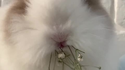 Cute rabbit eating a leaf 🌿 short videos