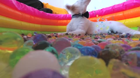 Golden Retriever Puppy Reacts to Orbeez in the Pool for the First Time!