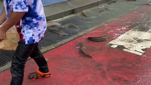 Fish Found Flopping in Street After Flood