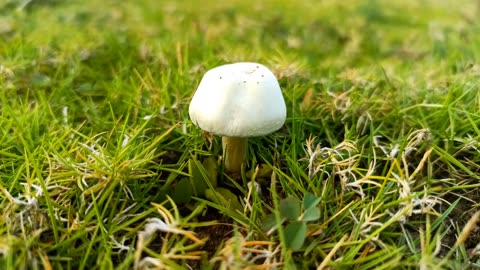 BEUTIFUL MASHROOM NATURE VIDEO CLIP