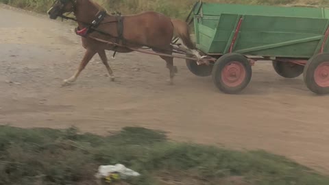 Spooked Horse Hits Train