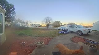 My Dog Knows How to Ring the Doorbell