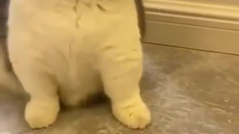 Cute cat video