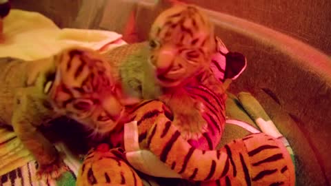 Dallas Zoo welcomes endangered tiger cubs
