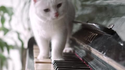 The cat plays the piano better than the man Beautiful white cat