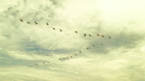 Storks at Boco Chica Beach, Texas, near Starbase