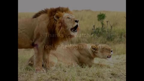 Wildlife: Two Lions Fight to See Who's King!