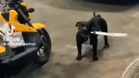 Funny animale vidéo