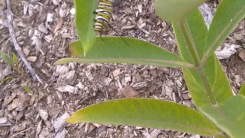 Monarch Butterfly Caterpillar