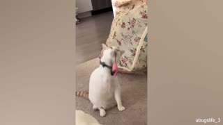 Cat playing