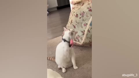 Cat playing