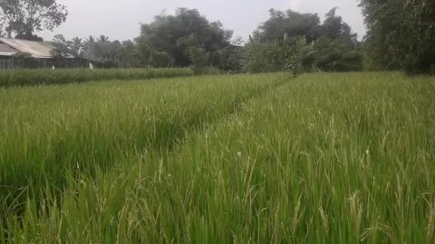 Green Farmer of indonesia