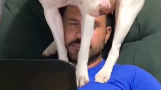 Dog Wants to Sit on Dad's Head Working From Home