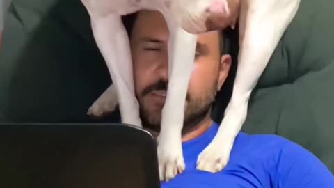 Dog Wants to Sit on Dad's Head Working From Home