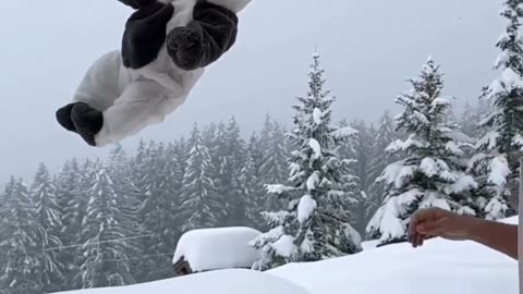 Cute snow video |2024| viral | worldwide |