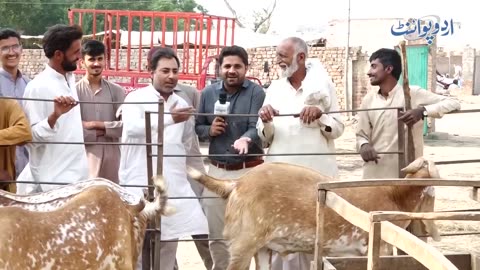 Eid Al-Adha Pe Is Bar Qurbani Ke Janwar Ke Rate Kia Ha? Markets Veeran - Purchase Karne Wala Koi Nai