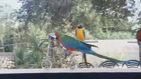 Laugh with parrots