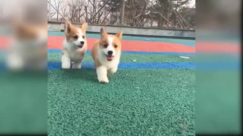 Cute dogs / cute puppies