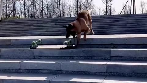 Skateboarding dog?