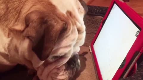 Clever bulldogs play game on tablet
