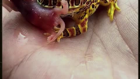 Very brightly colored/beautiful pet frogs that are fed with special food in their hands