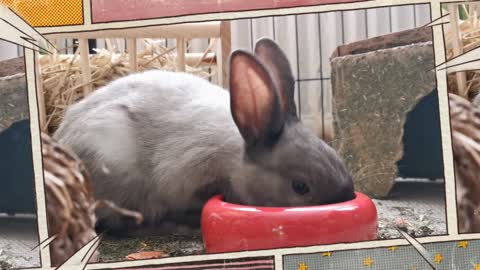 cute rabbit eating