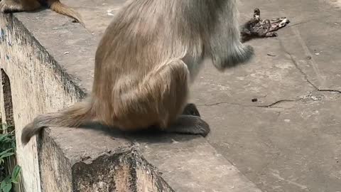 Monkey funny