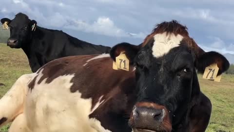 The world's most beautiful comfortable cow chews its rear in a sunny field