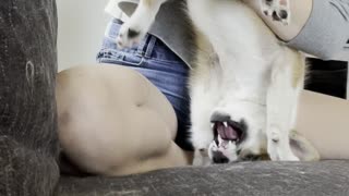 Puppy Does Handstand During Grooming