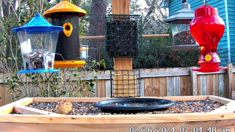 Relaxing Live Bird CAm