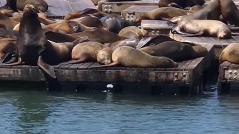 Sea lions in the SFO wharf!a