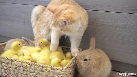 Ducklings jump into the basket to sleep with kitten Loki while bunnies run around funny viral video