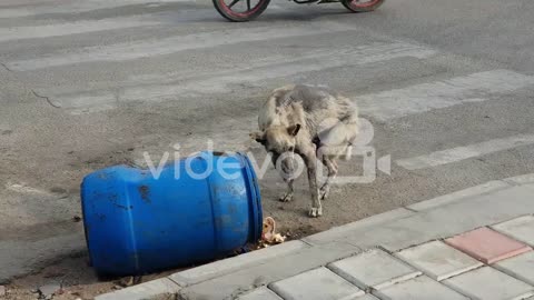 A sick stray dog eating from garbage can on road
