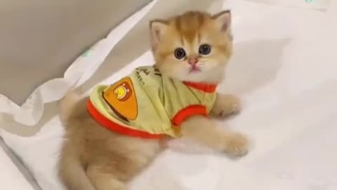 cute animal🥰😻😻