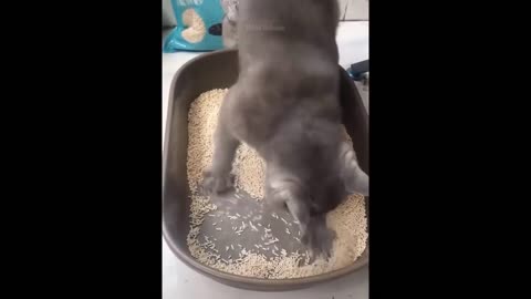 Best Funny Animal Videos Of🤣 The 2023 Funniest Cats And Dogs Videos🙀😍
