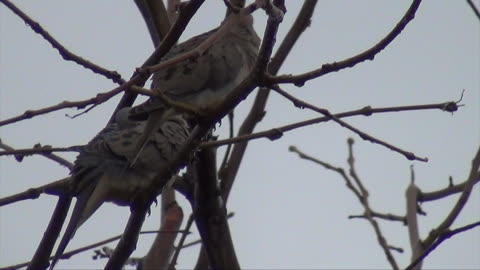 Backyard Birds