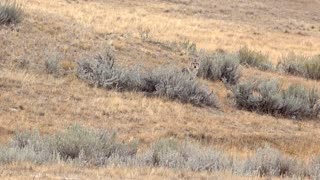 Hunting coyotes