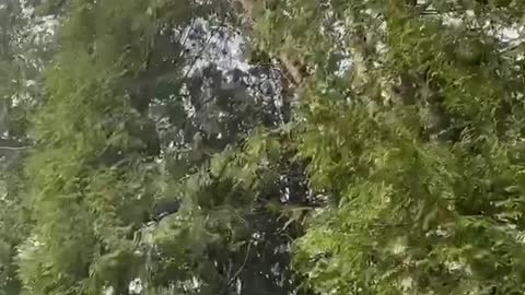 Tree climber special over transmission lines