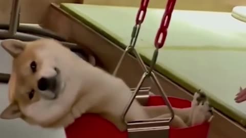 Happy DOG on a SWING!