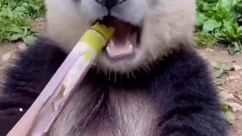 Panda funny video