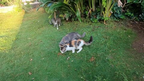 Jealous cat who doesn't want kittens to come near me hisses at them