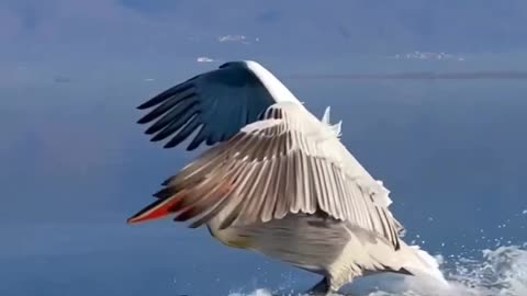 Nature beauty 😍 | Amazing landing in water | Nature video.
