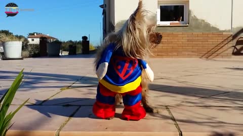 Viral Halloween Costumes For Dogs Compilation - Hilarious Costumes For Pets MUST WATCH