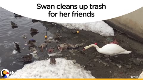 Swan Cleans Up Trash For Her Friends | The Dodo