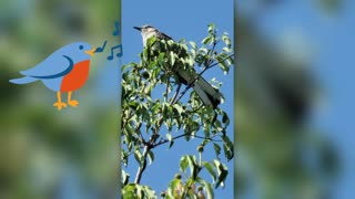 THE MANY SOUNDS OF THE MOCKING BIRD