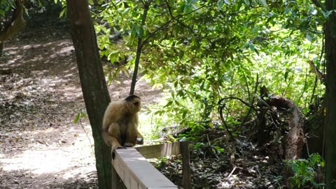 Monkey Seating On A Concrete Bench While Eating